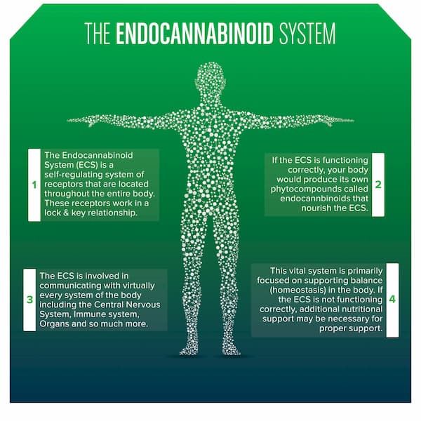 endocannabinoid system