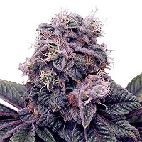  cannabis strain>