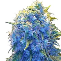  cannabis strain>