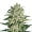 Big Bud marijuana strain