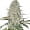 Power Plant  marijuana strain