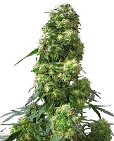 Early Skunk award winning marijuana strain