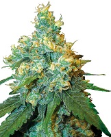 Jack Herrer award winning marijuana