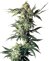 Northern Lights award winning marijuana strain