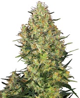 Shiva Skunk award winning marijuana strain